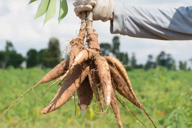 Menghargai Tradisi dengan Produk Berkualitas di Cilacap